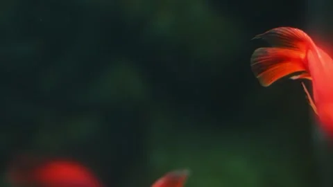 Vibrant red fish swimming gracefully in an aquarium. Stock Footage 341348927