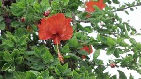 Vibrant Red Flower in Bloom - A Close-Up Natural Beauty Stock Footage 314433083