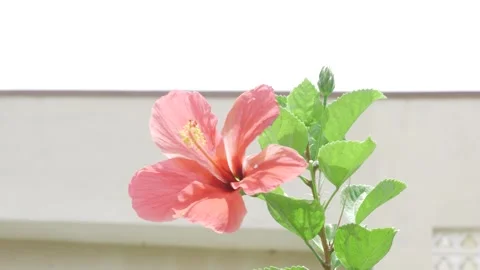 Vibrant Red Flower in Bloom Stock Footage 314461879