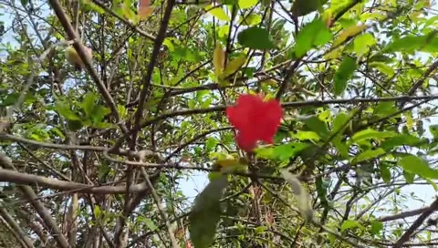 Vibrant red flower blooming on a tree branch with green leaves outdoors Stock Footage 329878542