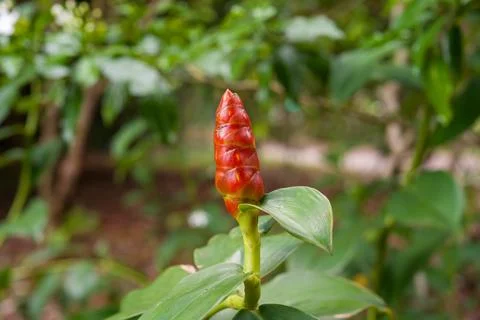 Vibrant red flower bud grows atop green stem Stock Photos