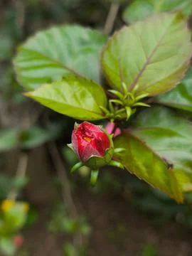 Vibrant Red Flower Bud Preparing to Bloom Amidst Lush Green Foliage Foto stock