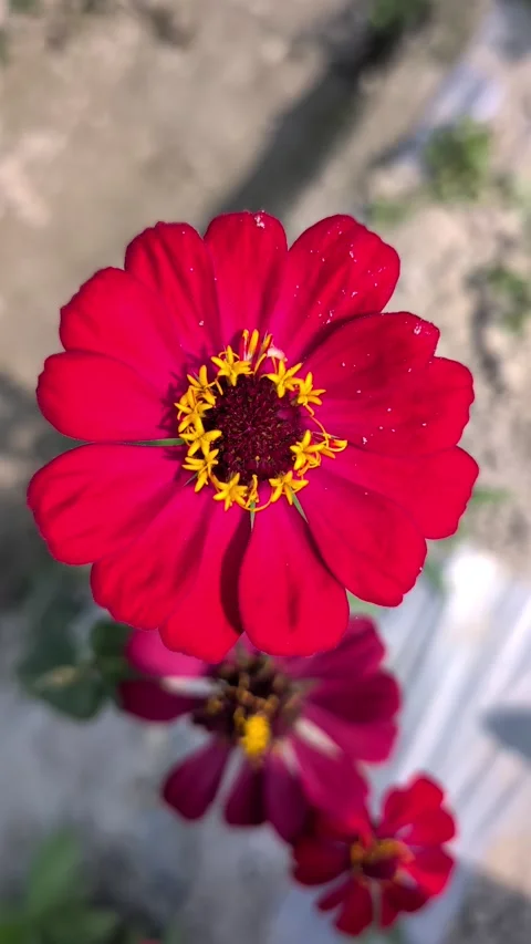 Vibrant Red Flower Close Up Macro Nature Petals Yellow Center Blooming Gard.. Stock Footage 327545482