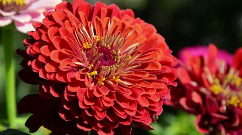 Vibrant Red Flower Stock Footage 31746221