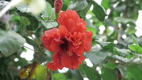 Vibrant Red Flower in Full Bloom  A CloseUp Look at Natures Beauty Video stock 324001510