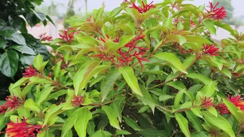 Vibrant Red Flowering Bush Stock-Footage 340968011