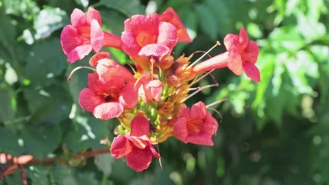 Vibrant Red Flowers with Bees in 4K Nature Stock Footage 316466855