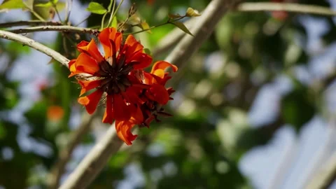 Vibrant red flowers blooming on a tree branch outdoors Stock Footage 329667273