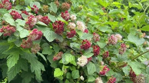 The vibrant red flowers of the Bubblegum viburnum contrasted beautifully Видео 321153473