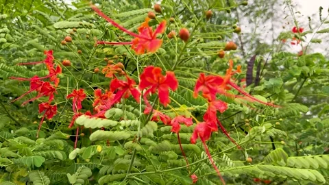 Vibrant red flowers with delicate petals amidst lush green foliage in a nat.. Vidéo 339425768
