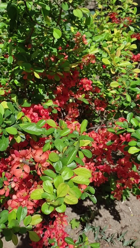 Vibrant Red Flowers in Full Bloom on a Spring Day - Close-up Nature Footage Stock Footage 277184513