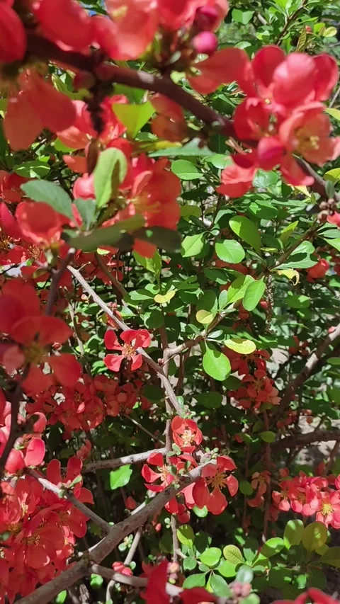 Vibrant Red Flowers in Full Bloom on a Spring Day - Close-up Nature Footage Stock Footage 277184524