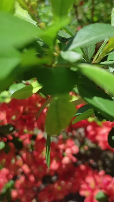 Vibrant Red Flowers in Full Bloom on a Spring Day - Close-up Nature Footage Stock Footage 277184632