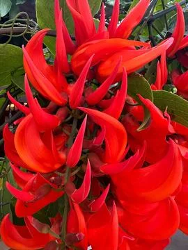 Vibrant Red Flowers Stock Photos