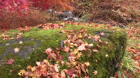 Vibrant Red Foliage and Rushing Water in Forest Stock Footage 346196761