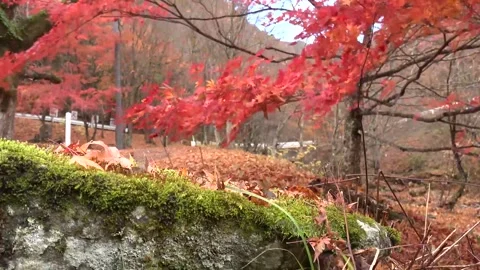 Vibrant Red Foliage and Rushing Water in Forest Stock Footage 346196762