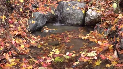 Vibrant Red Foliage and Rushing Water in Forest Stock Footage 346196763
