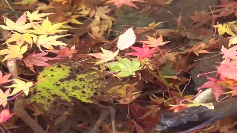 Vibrant Red Foliage and Rushing Water in Forest Stock Footage 346196769