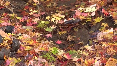 Vibrant Red Foliage and Rushing Water in Forest Stock Footage 346196771