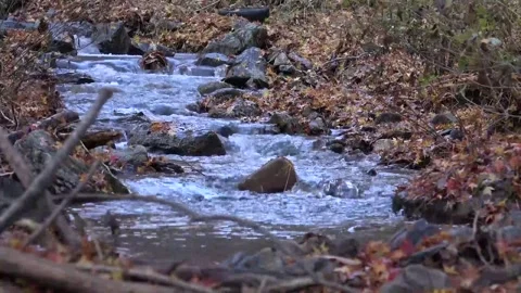 Vibrant Red Foliage and Rushing Water in Forest Stock Footage 346196774