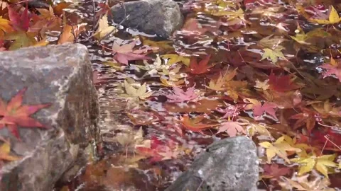Vibrant Red Foliage and Rushing Water in Forest Stock Footage 346196779