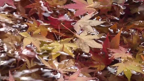 Vibrant Red Foliage and Rushing Water in Forest Stock Footage 346196782