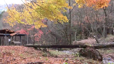Vibrant Red Foliage and Rushing Water in Forest Stock Footage 346196785