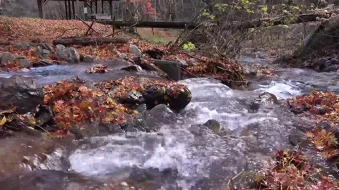Vibrant Red Foliage and Rushing Water in Forest Stock Footage 346196788