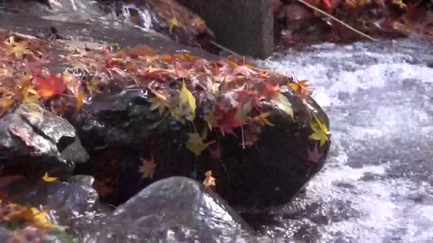 Vibrant Red Foliage and Rushing Water in Forest Stock Footage 346196792