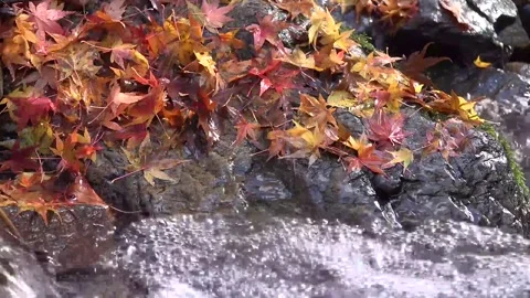 Vibrant Red Foliage and Rushing Water in Forest Stock Footage 346196796