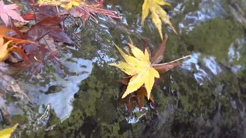 Vibrant Red Foliage and Rushing Water in Forest Stock Footage 346196800