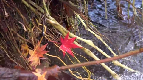 Vibrant Red Foliage and Rushing Water in Forest Stock Footage 346196802
