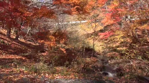 Vibrant Red Foliage and Rushing Water in Forest Stock Footage 346196805
