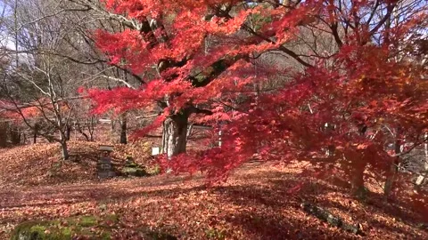 Vibrant Red Foliage and Rushing Water in Forest Stock Footage 346196806