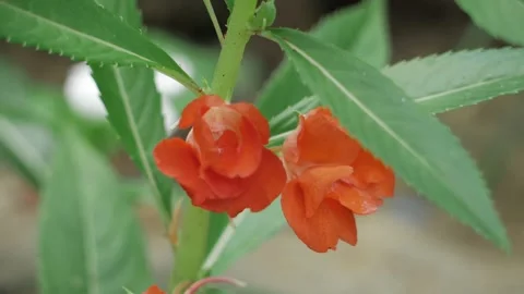 Vibrant Red Foliage  Elevating Your Garden Aesthetic Video stock 324000812