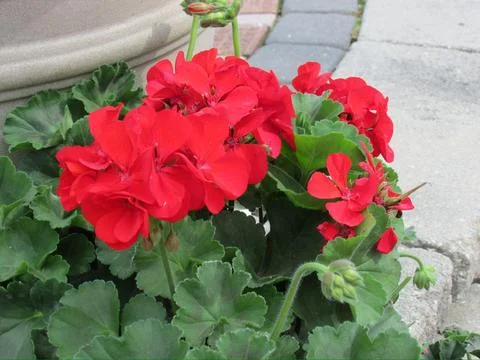 Vibrant red geranium flowers Stock Photos