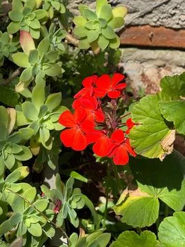 Vibrant red geranium flowers Stock Photos