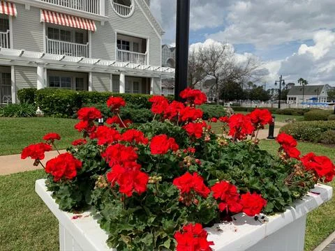 Vibrant red geraniums in bloom Stock Photos