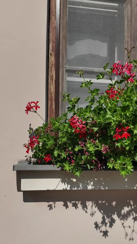 Vibrant red geraniums bloom in a window box against a textured wall Stock Footage 340634681