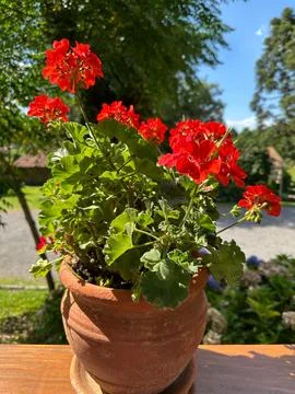 Vibrant red geraniums in a clay pot Stock Photos