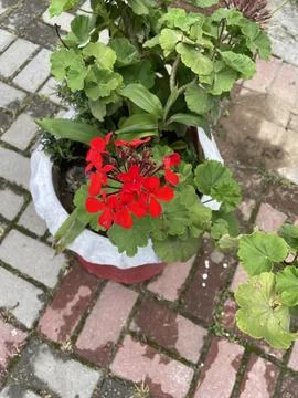 Vibrant Red Geraniums in a Pot Stock Photos