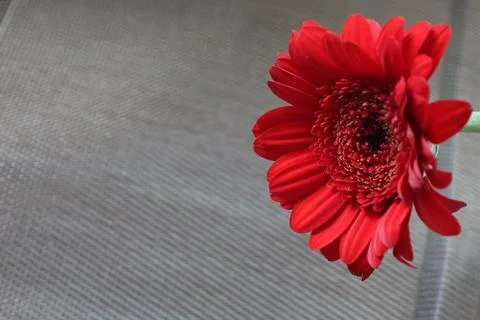 Vibrant red gerbera daisy bloom with delicate petals and intricate center 스톡 사진