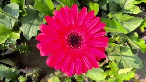 Vibrant red gerbera daisy flower blooming in lush green foliage close-up ma.. Stock Footage 327546007