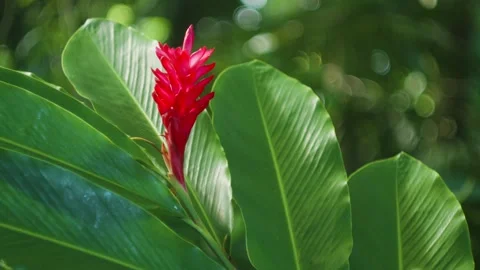 Vibrant Red Ginger Flower in Lush Hawaiian Botanical Garden Stock Footage 317407965