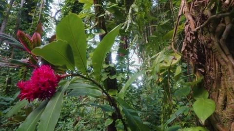 Vibrant Red Ginger Flower in Lush Hawaiian Botanical Garden Stock Footage 317408984