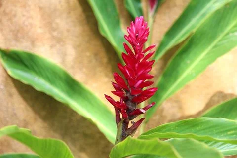 Vibrant red ginger flower with lush green leaves Stock Photos