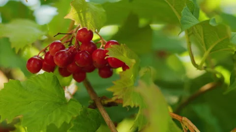Vibrant Red Guelder Rose Berries Glistening on Green Foliage in Sunlight 動画素材 342381287