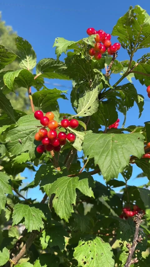 Vibrant red guelder rose berries on a leafy green branch swaying Stock Footage 342793162
