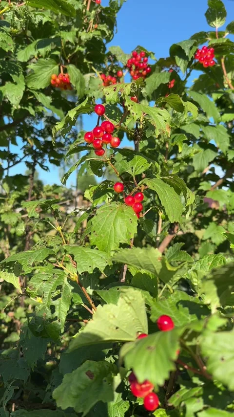 Vibrant red guelder rose berries on a leafy green branch swaying gently Vídeo Stock 342793178
