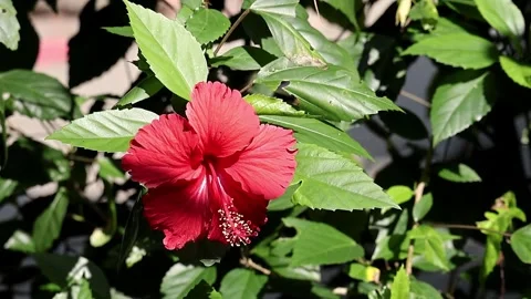 Vibrant red Hibiscus bloom close-up in a sunny garden with green foliage. Stock Footage 320588070